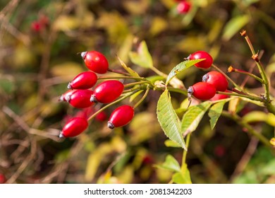 Red Fruits Of Sweet Briar, Rosa Rubiginosa