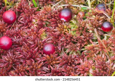 Red fruits of vaccinium Oxycoccus on red sphagnum moss