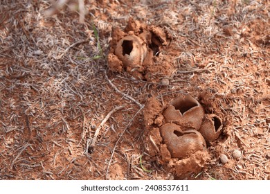 Red fungus growing in red dirt