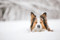 A Red And Funny Dog Breed Border Sits In The Snow In A Snowdrift. She Closed Her Eyes.
