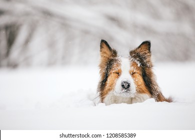 A Red And Funny Dog Breed Border Sits In The Snow In A Snowdrift. She Closed Her Eyes.
