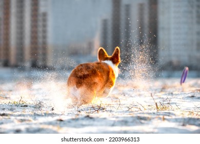 Red furry dog runs on dry grass covered with snow in city against blurred buildings. Welsh Corgi Pembroke on walk in winter backside view