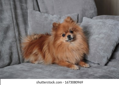 a red furry Pomeranian lies on a grey sofa at home