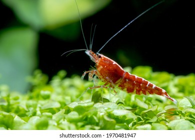 Red galaxy dwarf shrimp stay on green leaf aquatic plant and look over in fresh water aquarium tank.