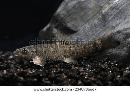 Red garra (Garra rufa) also known as nibble or doctor fish for pedicures