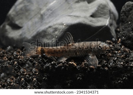 Red garra (Garra rufa) also known as nibble or doctor fish for pedicures