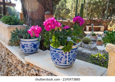 Red Geranium In Blue And White Pots With Majolica In The Garden As A Decoration For Urban Landscape Design