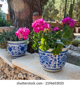 Red Geranium In Blue And White Pots With Majolica In The Garden As A Decoration For Urban Landscape Design