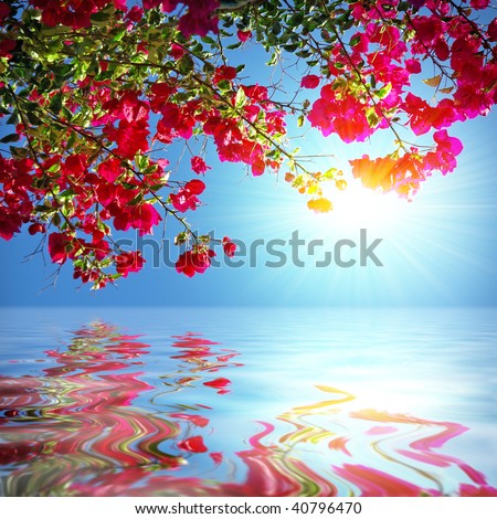 Red Geranium branch with sunshine reflected in the water