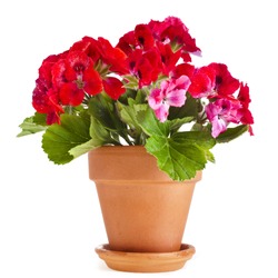 Red Geranium Flower In A Clay Pot Isolated On White Background