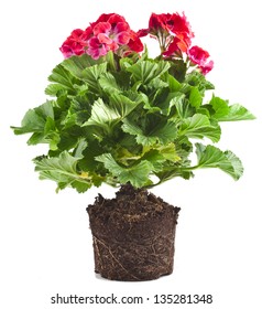 Red Geranium Flower In Soil Pot Isolated On White Background