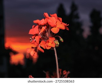 Red Geranium Flower at Sunset with Dramatic Background