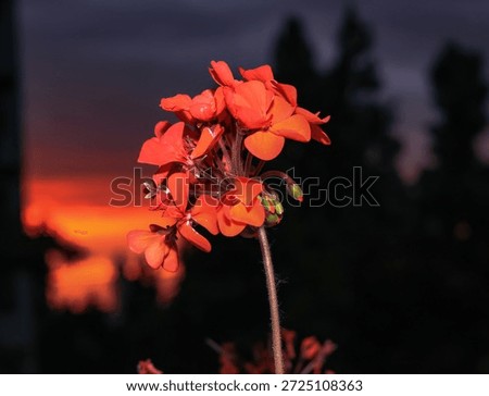 Red Geranium Flower at Sunset with Dramatic Background