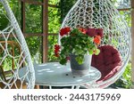 Red geranium flower in a white pot on a summer outdoor table in a sunny pergola with wicker chairs against a green garden background.