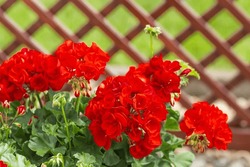Red Geranium Flowers With Green Leaves In Summer Garden Veranda. Bright Pelargonium In Private Greenhouse. Floral Nature Background. Home Gardening Concept.