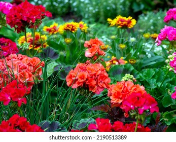 Red geranium flowers grow in a flower bed. Gaillardia and grass are visible in the background. Bright summer floral background. - Shutterstock ID 2190513389