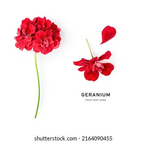 Red geranium flowers isolated on white background. Pelargonium creative layout. Summer garden concept. Flat lay, top view. Design element 
