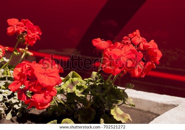 Red\
geranium flowers are reflected on the red\
car