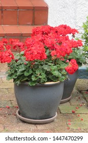 Red Geraniums On A Doorstep In Copenhagen Denmark Winter City Break