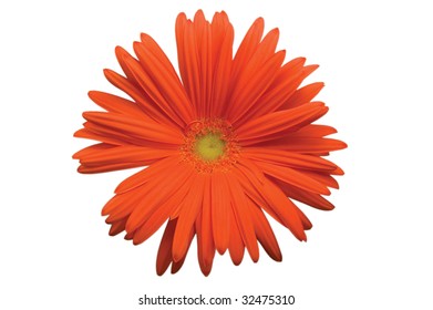 Red gerber daisy macro
