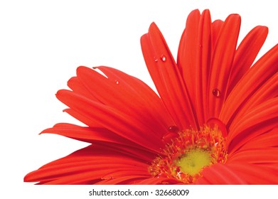 Red gerber isolated