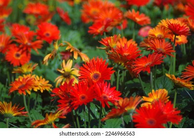 Red gerbera daisies, green leaf color - Powered by Shutterstock