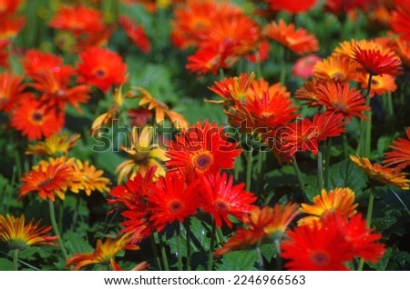 Red gerbera daisies, green leaf color