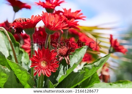 Red Gerbera daisies growing outdoors. Beautiful bright Gerbera jamesonii close-up. The genus of plants is the Asteraceae family, daisy family.