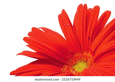 Red gerbera daisy flower in full bloom, blooming head petals perspective view, large detailed isolated horizontal macro closeup, dew drops detail, water droplets after rain
 - Powered by Shutterstock