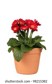 Red Gerbera Daisy Pot Plant