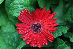 Red Gerbera Daisy With Rain Drops