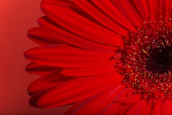 Red Gerbera Flower Blossom.