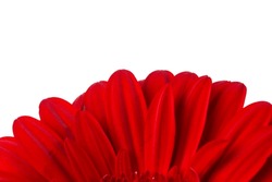 Red Gerbera Flower Blossom - Close Up Details Spring Time Photo