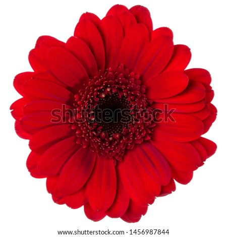 red gerbera flower head isolated on white background closeup. Gerbera in air, without shadow. Top view, flat lay.
