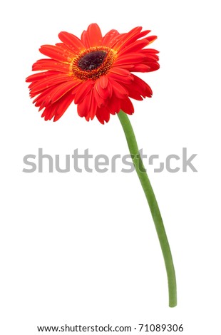 Red gerbera flower. Isolated on white background