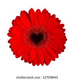 Red Gerbera Isolated