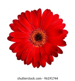 Red Gerbera Isolated