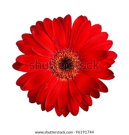 Red gerbera Isolated
