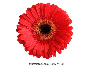 Red Gerbera Isolated On White Background