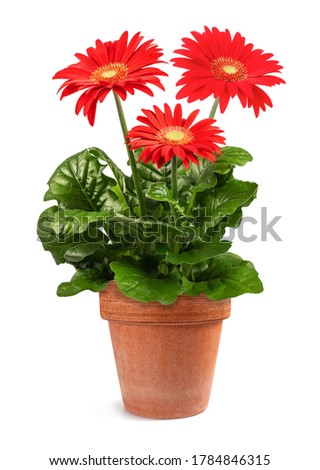 Red Gerbera plant in vase  isolated on white background