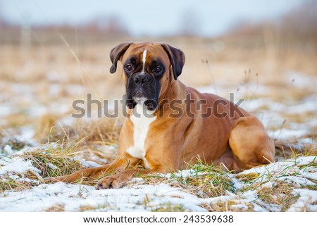 red german boxer dog lying down