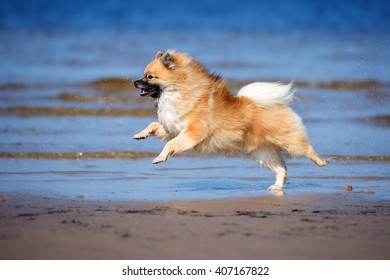 red german spitz dog running on the beach