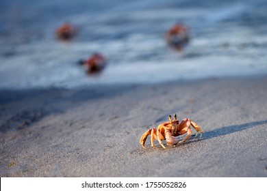 Red ghost crabs on the beach of Pangani in Tanzania. Unbekivable crowded beach of crabs , Crabs invasion