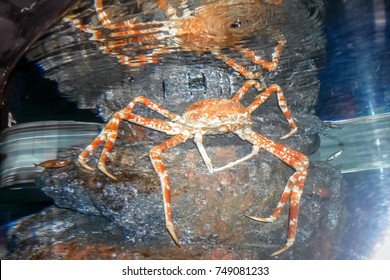 Red Giant Japanese spider crab, King Alaskan Crab in deep underwater tank in aquarium (Selective focus)