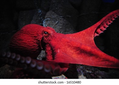 A Red Giant Octopus Up Close