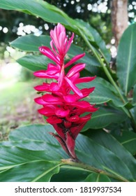 Red Ginger, Beautiful And Strange Red Flower.