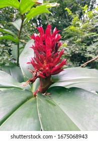 RED GINGER, Also Called Ostrich Plume, Pink Cone Ginger, Jungle King And Jungle Queen. It Is The National Flower Of Samoa, And Is Locally Called 