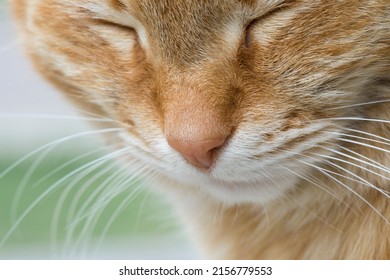 Red Ginger Cat. Nose, Lips, Mustache, Fur And Closed Eyes Close-up.