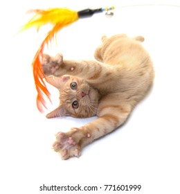 Red Ginger Cat Playing With A Feather Toy