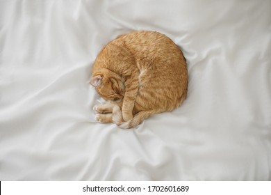 Red Ginger Cat Sleep At White Bedsheet And Hide Nose